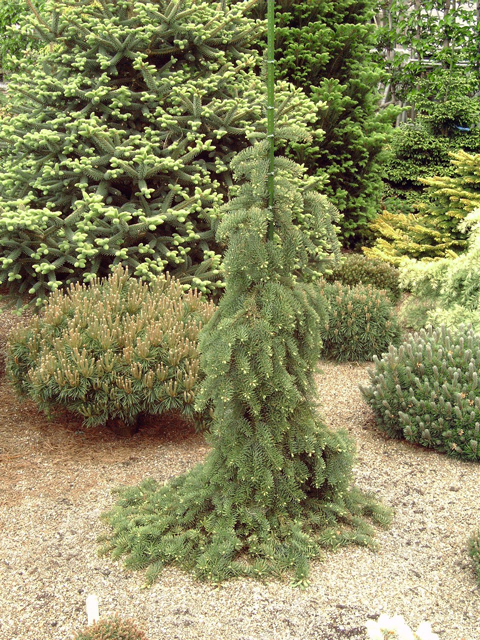 Abies procera 'La Graciosa'